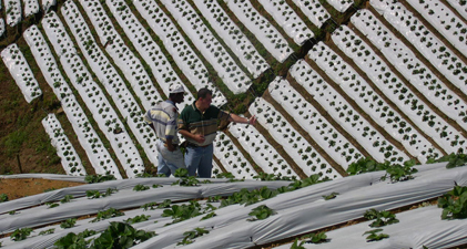 strawberries
